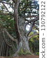 Ipponsugi of Iwao Pond 130792122