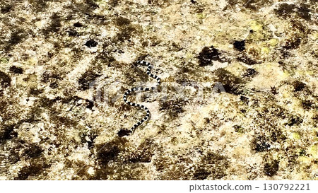 Erabu sea snake 130792221
