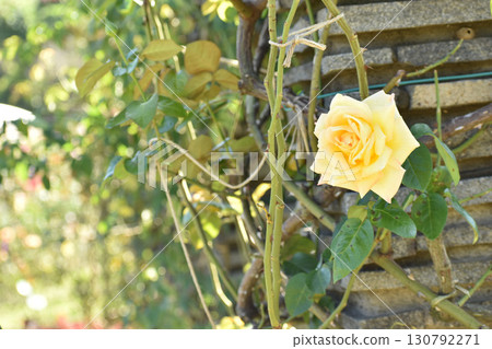 黃色秋季攀緣玫瑰 黃色秋季攀緣玫瑰 130792271