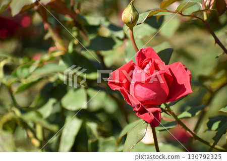 Red autumn rose bud 130792325