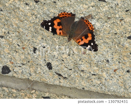 A red admiral butterfly resting on a wall A red admiral butterfly resting on a wall 130792431