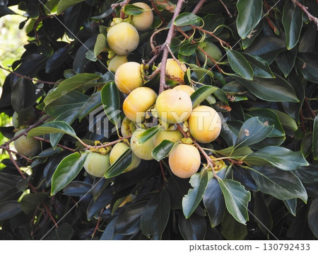 Persimmon fruit that has begun to color Persimmon fruit that has begun to color 130792433