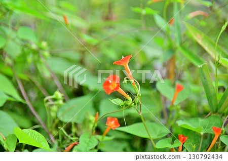 Red flower of Marubuko Saw Red flower of Marubuko Saw 130792434