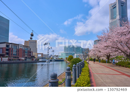 Spring cherry blossoms blooming in Yokohama, Kanagawa Prefecture, from the railway line towards Sakuragicho Station 130792469