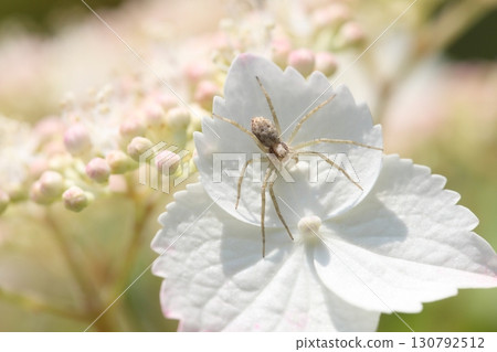 花蜘蛛和繡球花 花蜘蛛和繡球花 130792512