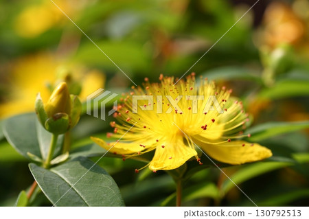 Hypericum / hyd coat flower Hypericum / hyd coat flower 130792513