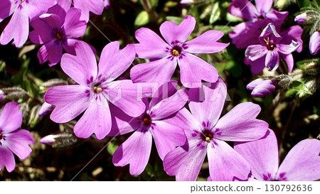 米薩櫻花盛開 130792636