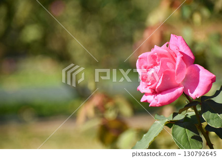 Vivid pink autumn roses 130792645