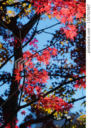 Contrast of blue sky and autumn leaves Contrast of blue sky and autumn leaves 130792867
