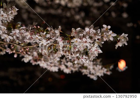 櫻花在晚上在神奈川縣阿蘇河 130792950