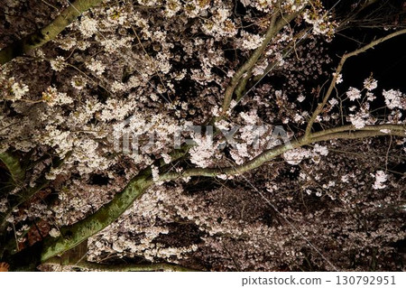 櫻花在晚上在神奈川縣阿蘇河 130792951