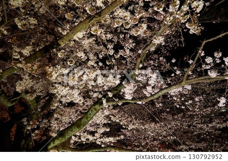 櫻花在晚上在神奈川縣阿蘇河 130792952