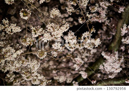 櫻花在晚上在神奈川縣阿蘇河 130792956