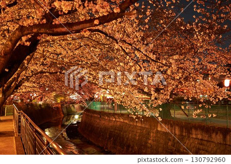 Cherry blossoms at night in Aso River, Kanagawa Prefecture Cherry blossoms at night in Aso River, Kanagawa Prefecture 130792960