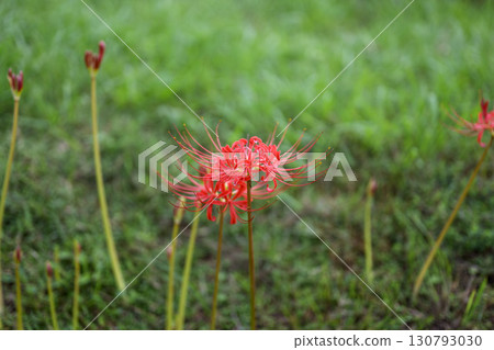 Image of red spider lilies, autumn flowers, September 130793030