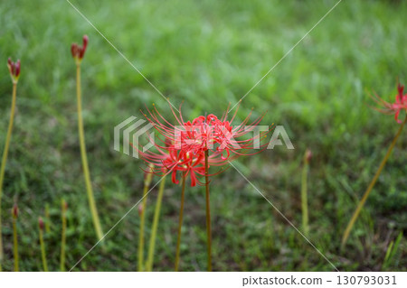Image of red spider lilies, autumn flowers, September 130793031