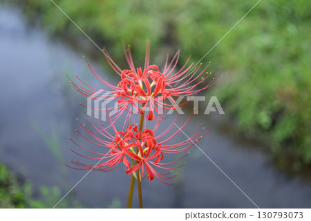 Image of red spider lilies, autumn flowers, September 130793073