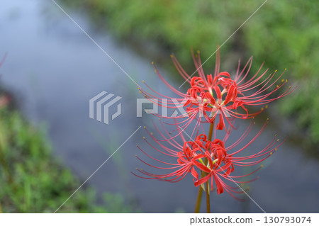 紅花蜘蛛百合的圖片，秋天的花朵，九月 130793074