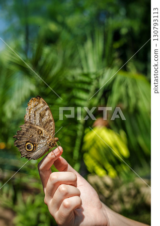 Owl butterfly perched on a person's finger against a tropical background with green palm leaves 130793113