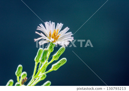Cute white sowweed blooming in the fields 130793213
