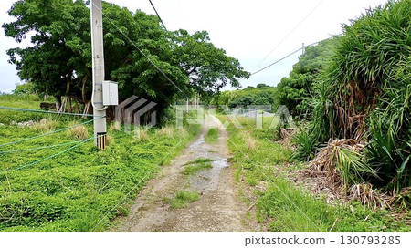 Scenery of Hatoma Island in the Yaeyama Islands, Okinawa Prefecture Scenery of Hatoma Island in the Yaeyama Islands, Okinawa Prefecture 130793285