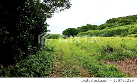 沖繩縣八重山群島鳩間島的風景 沖繩縣八重山群島鳩間島的風景 130793289
