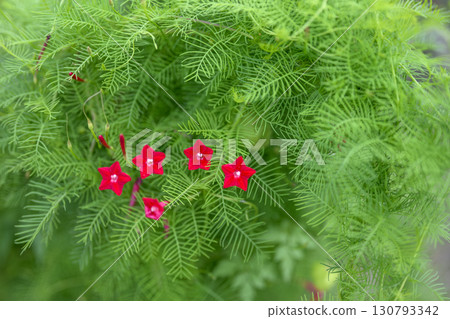 盧科蘇秋季小花紅色九月圖 盧科蘇秋季小花紅色九月圖 130793342