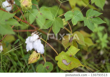 Gossypium cotton flower September image 130793513