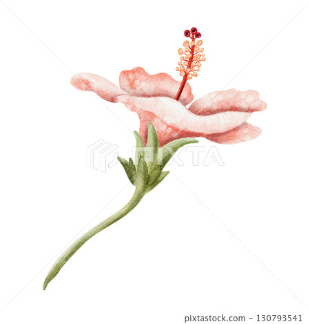 Watercolor hibiscus illustration isolated on white. Realistic pastel red or light pink tropical flower in botanical style. Hand drawn Hawaiian blooming plant clip art for summer exotic wedding Watercolor hibiscus illustration isolated on white. Realistic pastel red or light pink tropical flower in botanical style. Hand drawn Hawaiian blooming plant clip art for summer exotic wedding 130793541