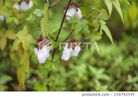Gossypium cotton flower September image 130793545