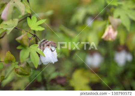 棉屬植物的花九月圖像 130793572