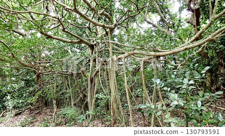 Scenery of Hatoma Island in the Yaeyama Islands, Okinawa Prefecture Scenery of Hatoma Island in the Yaeyama Islands, Okinawa Prefecture 130793591