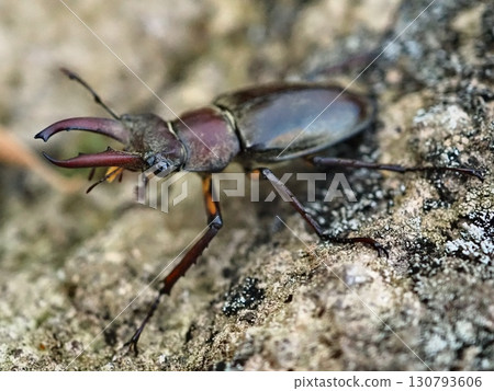 傍晚時分，一隻鍬形蟲在岩石上行走（20250906171126） 130793606