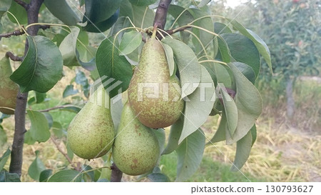 Ripe green pears with a red blush hanging from a tree branch, surrounded by lush green leaves. The fruits are ready to be harvested in an orchard during summer. 130793627