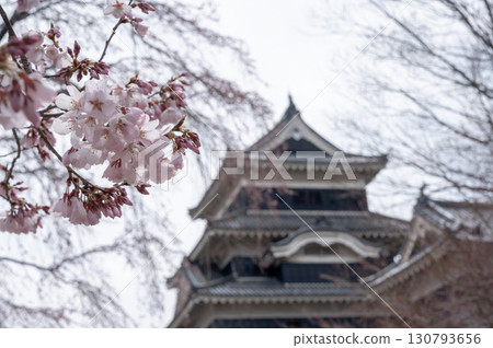 Beautiful Matsumoto Castle decorated with cherry blossoms Beautiful Matsumoto Castle decorated with cherry blossoms 130793656