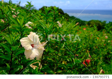 Ishigaki Island coast and white hibiscus scenery Ishigaki Island coast and white hibiscus scenery 130793771