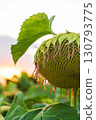A large sunflower head with drooping petals and mature seeds at sunset 130793775