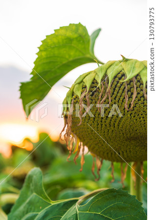 A large sunflower head with drooping petals and mature seeds at sunset A large sunflower head with drooping petals and mature seeds at sunset 130793775