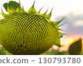 Closeup shot of a sunflower head with a distinctive texture of seeds and green leaves 130793780