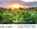 A scenic view of a sunflower field with ripe flowers under a beautiful vibrant sunset sky 130793781