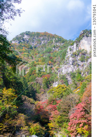 [Autumn leaves] Autumn leaves of Kakuenbo, the symbol of Shosenkyo [Yamanashi Prefecture] 130793841