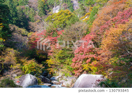[Autumn leaves] Autumn leaves of Kakuenbo, the symbol of Shosenkyo [Yamanashi Prefecture] 130793845