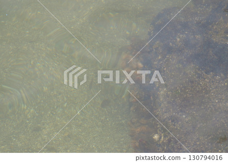 A school of small fish swimming near a reef 130794016