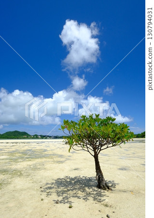 Kabira Bay and a single mangrove on Ishigaki Island Kabira Bay and a single mangrove on Ishigaki Island 130794031