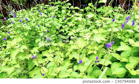 Chirimen-nagabosou blooming in Okinawa Prefecture Chirimen-nagabosou blooming in Okinawa Prefecture 130794086