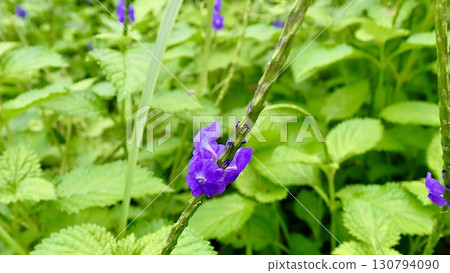 Chirimen-nagabosou blooming in Okinawa Prefecture 130794090
