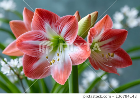 Delicate amaryllis flowers blooming, showing vibrant colors and intricate details 130794148