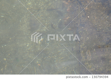 A school of small fish swimming near a reef 130794394
