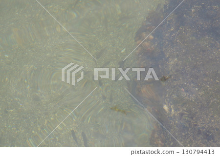 A school of small fish swimming near a reef 130794413
