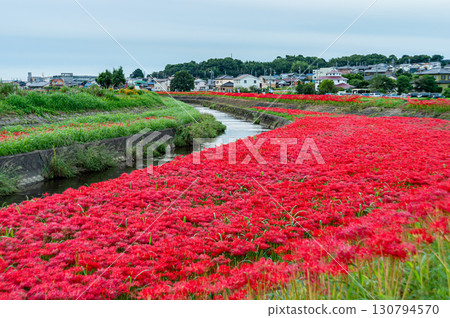 A cluster amaryllis of the arrow Katsukawa A cluster amaryllis of the arrow Katsukawa 130794570